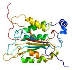 Caspase 1