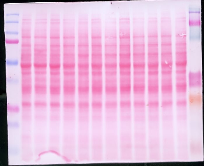 Ponceau S Solution - Image 2