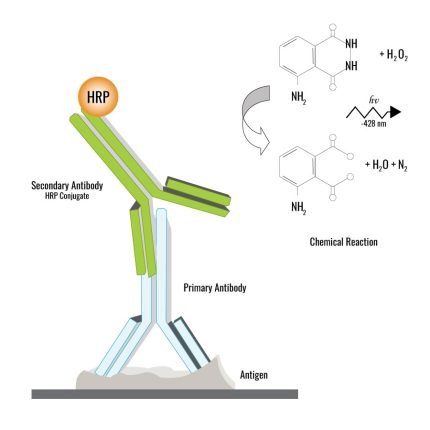 Chemiluminiscent ELISA - HRP Kit