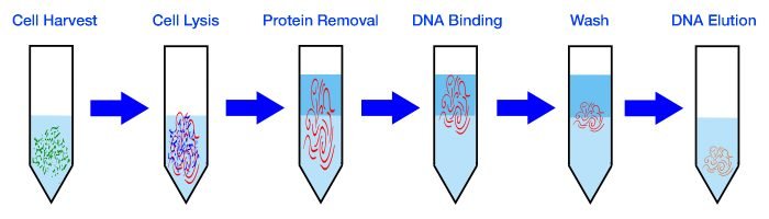 Genomic DNA Extraction Kit - Urine