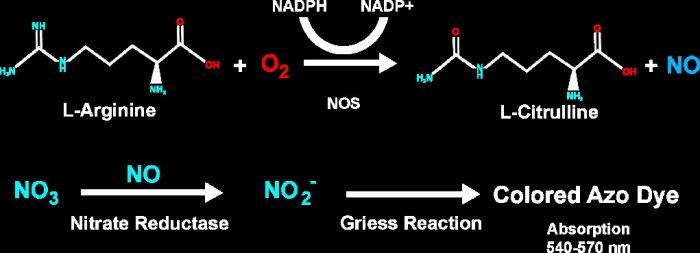 Nitric Oxide (NO) Detection Kit