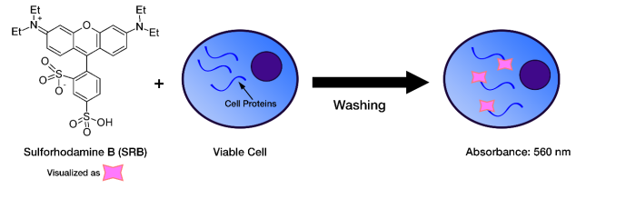 SRB Cytotoxicity Assay Kit, Colorimetric - Image 2