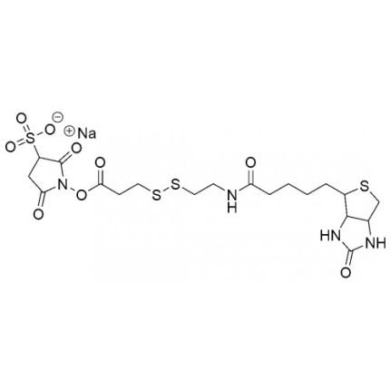 Sulfo-NHS-SS-Biotin