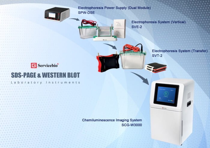Chemiluminescence Imaging System SCG-W3000 - Image 3
